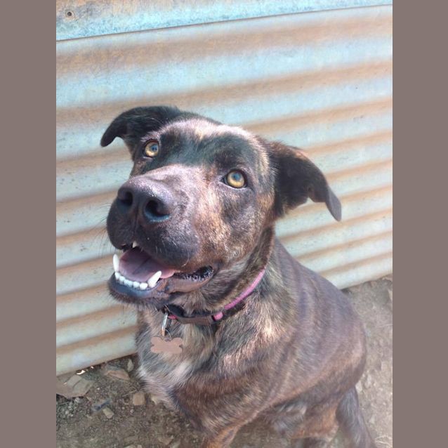 Photo of Chad (Adoption Pending)