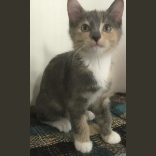 Photo of Poppyseed