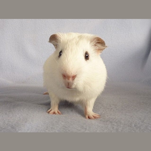 Photo of Woody