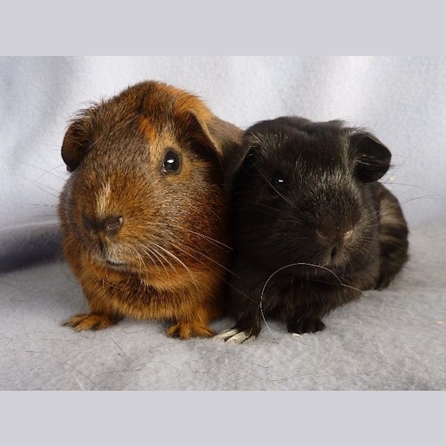 Photo of Penelope And Arya