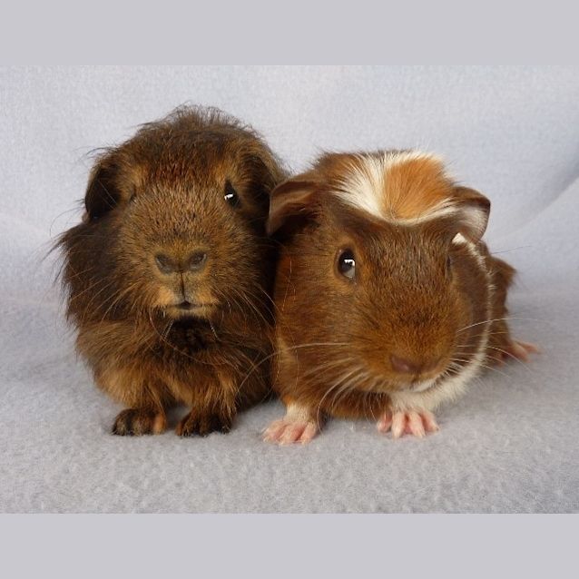 Photo of Sparky And Freddie