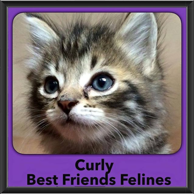 Photo of Curly 