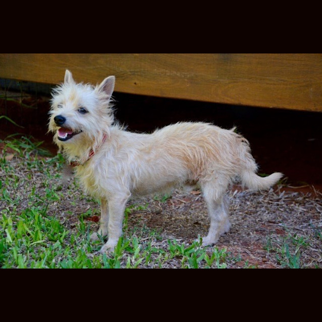 Photo of Tex (Bed43227) *Adopted*