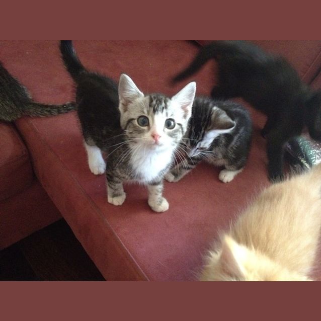 Photo of Toot