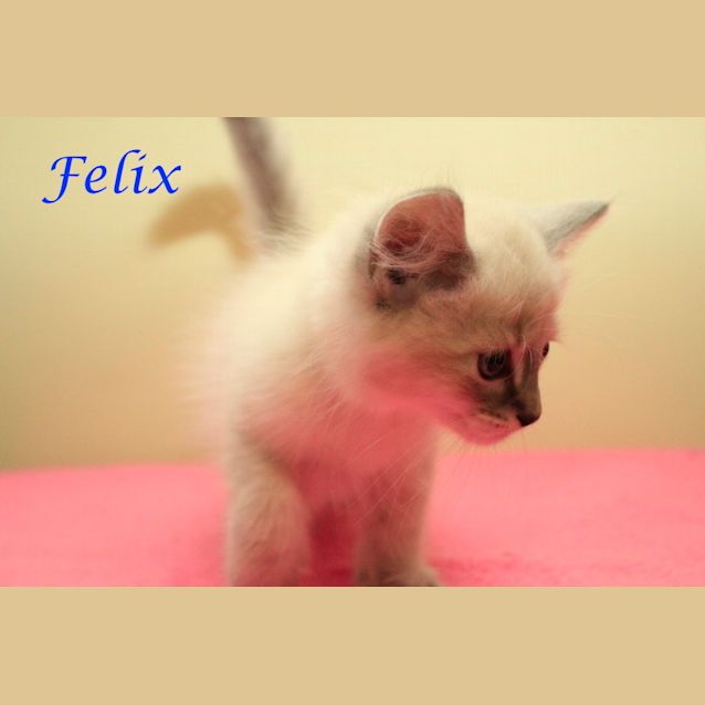 Photo of Felix Pre Adoption