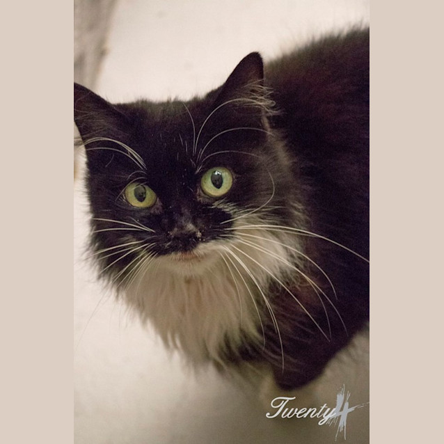 Photo of Isabella (1235)