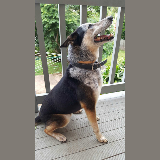 Photo of Flash ~ Border Collie X Cattle ~ On Trial 22/1/16