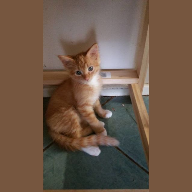 Photo of Tommy