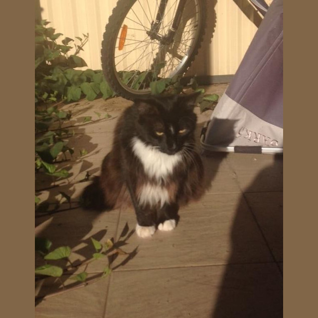 Photo of Pixie