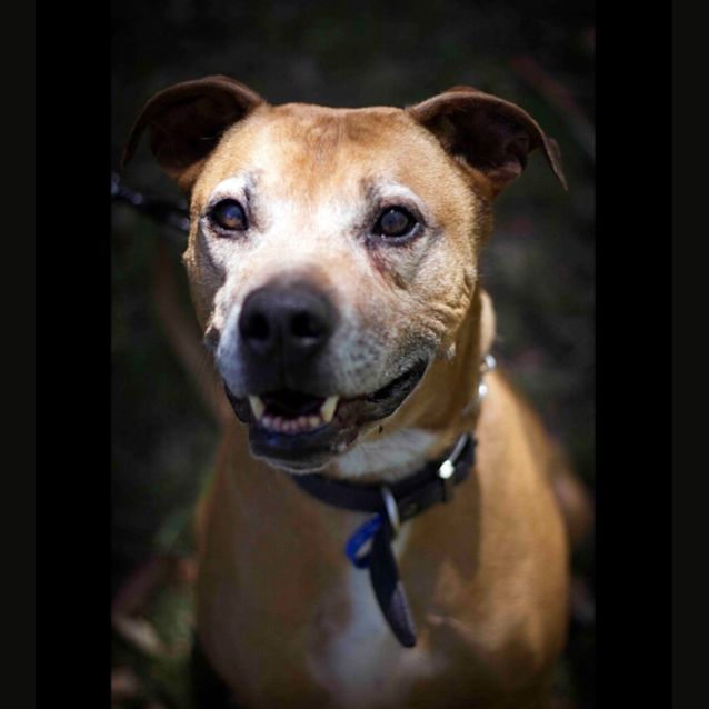 Photo of Boston ~ Adopted May 2017