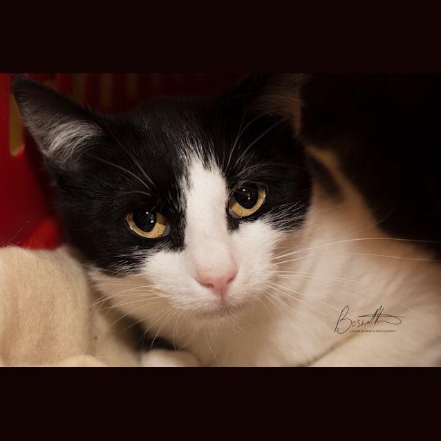 Photo of Teddy