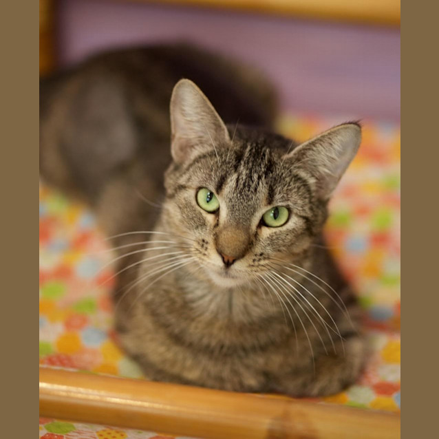 Photo of Buffy ($25 Adoption Fee)