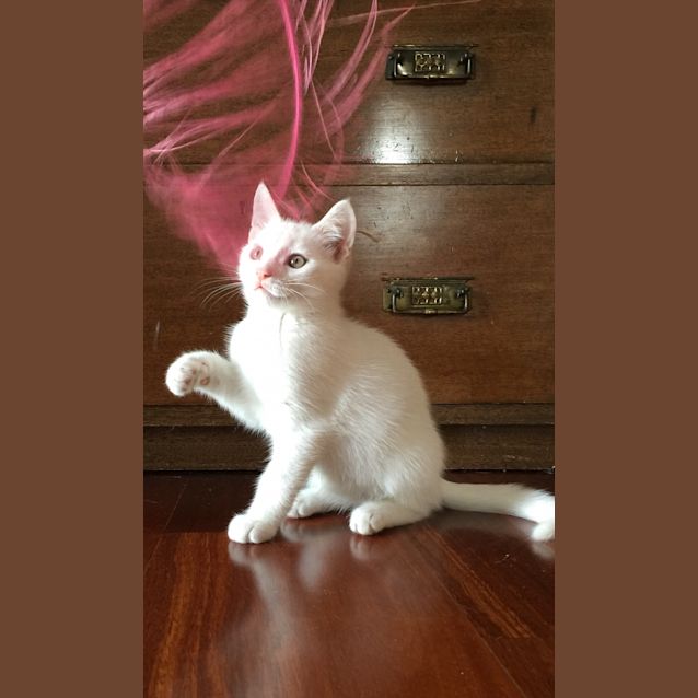 Photo of Marshmallow 