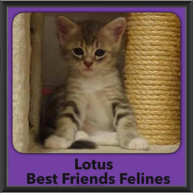 Photo of Lotus 