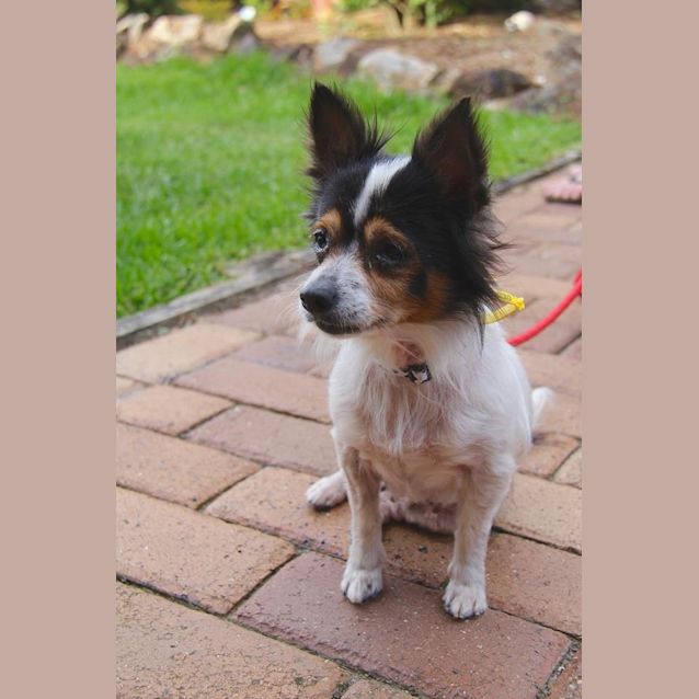 Photo of Cherry Blossom 