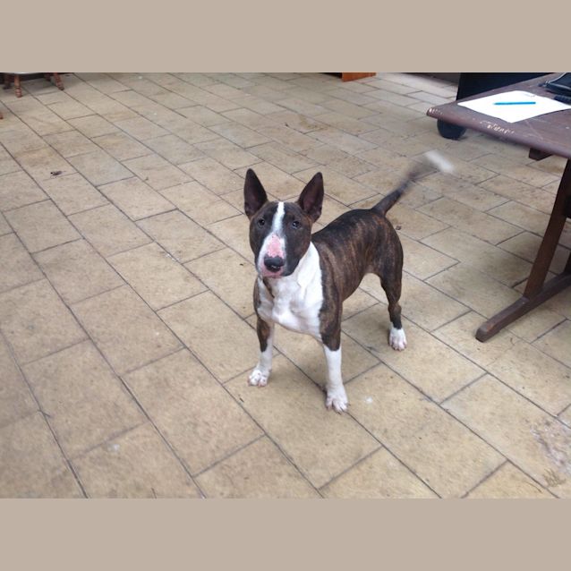 Photo of Fudge (Aka Magic Mike)