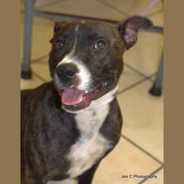 Photo of Achilles ** An Affectionate Lovebug **
