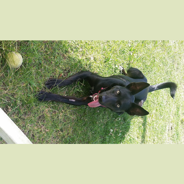 Photo of Indie