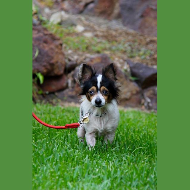 Photo of Cherry Blossom 