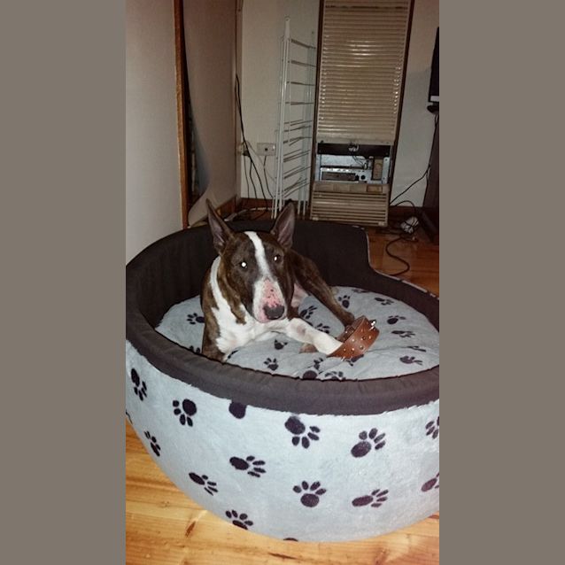 Photo of Fudge (Aka Magic Mike)