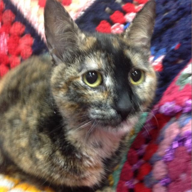 Photo of Ladybug