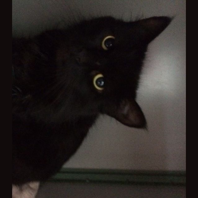 Photo of Amethyst