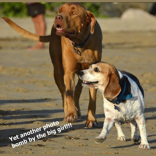 Photo of Lou Lou (Adoption Pending)