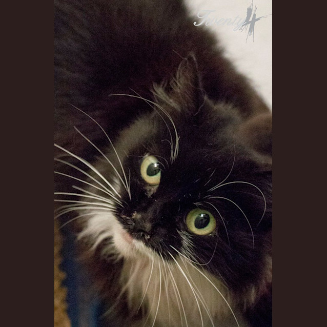 Photo of Isabella (1235)