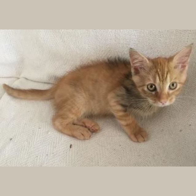 Photo of Smudge