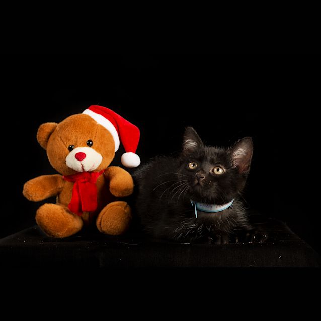 Photo of Louie