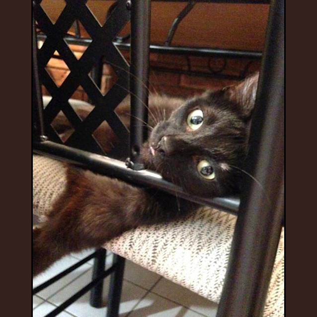 Photo of Midnight Adoption Fee $120