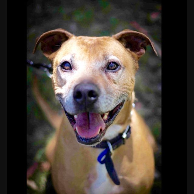 Photo of Boston ~ Adopted May 2017