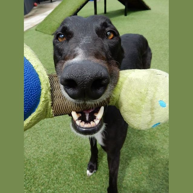 Photo of “George”, Mr Personality. Brisbane/Gold Coast