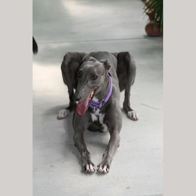 Photo of “Cozzie”, Pocket Rocket. Brisbane/Gold Coast 