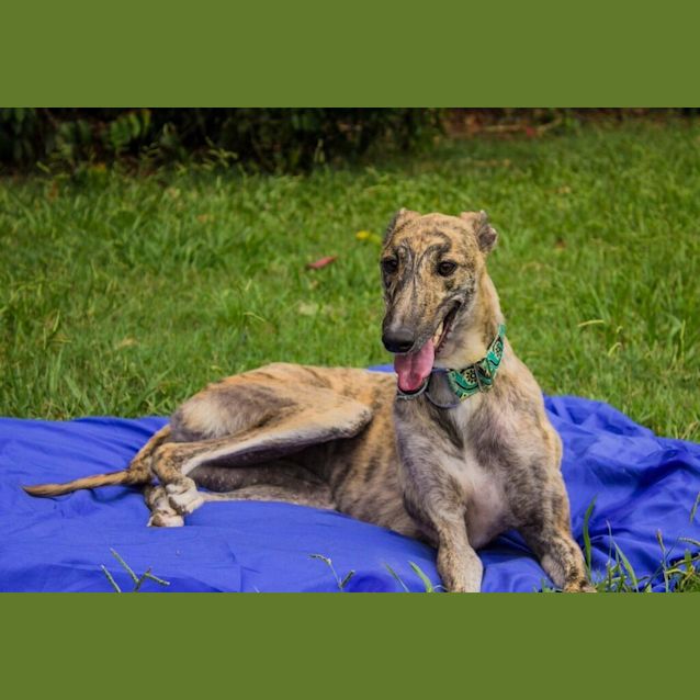 Photo of “Piper”, Merry And Bright. Brisbane/Gold Coast