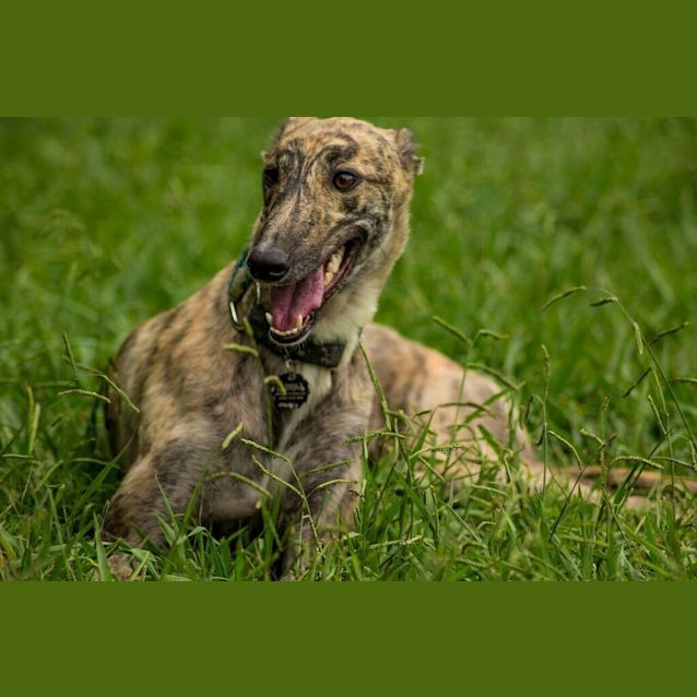 Photo of “Piper”, Merry And Bright. Brisbane/Gold Coast