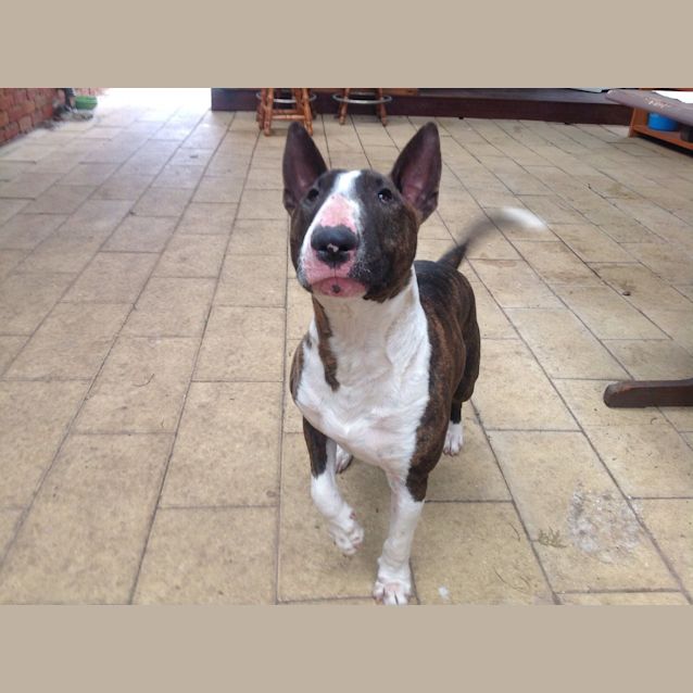 Photo of Fudge (Aka Magic Mike)