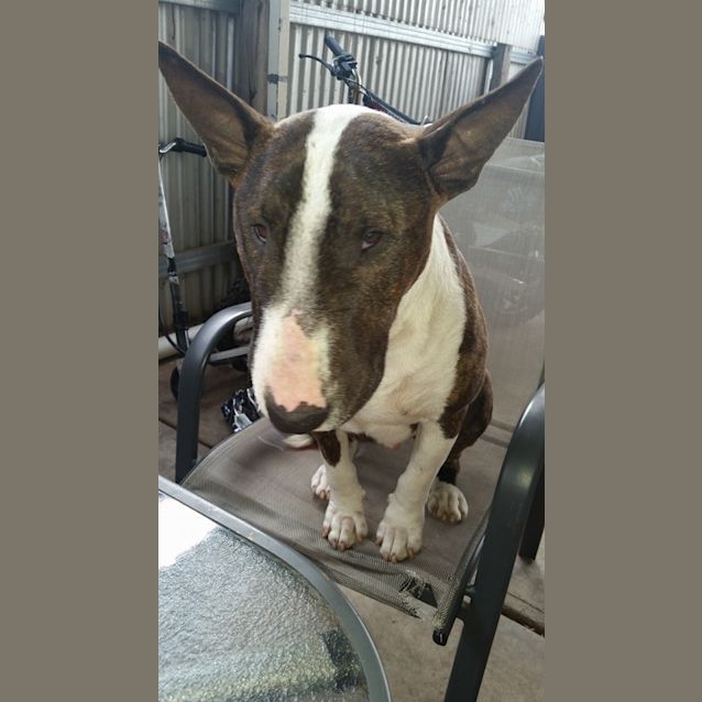 Photo of Fudge (Aka Magic Mike)