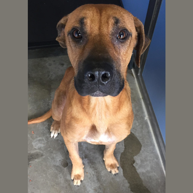 Photo of Brownie