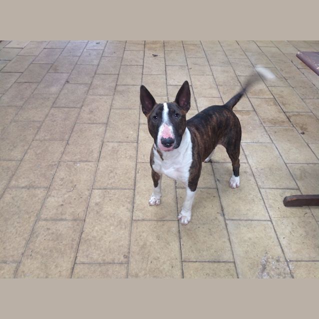 Photo of Fudge (Aka Magic Mike)