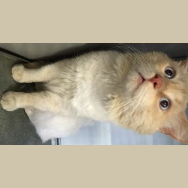 Photo of Chippy