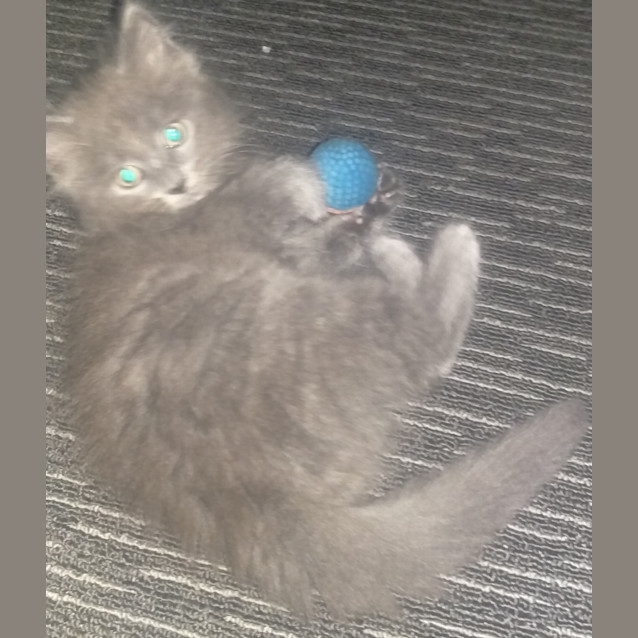 Photo of Bruno (Pre Adoption Available)