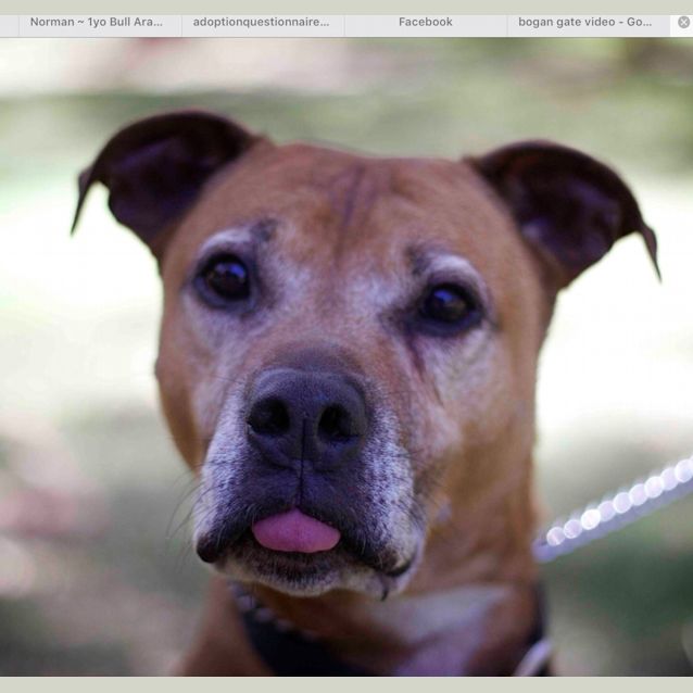 Photo of Boston ~ Adopted May 2017