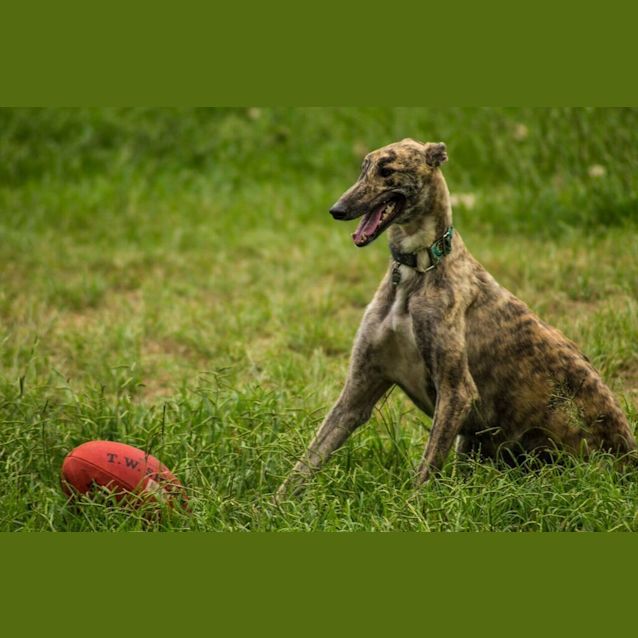 Photo of “Piper”, Merry And Bright. Brisbane/Gold Coast