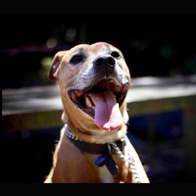 Photo of Boston ~ Adopted May 2017