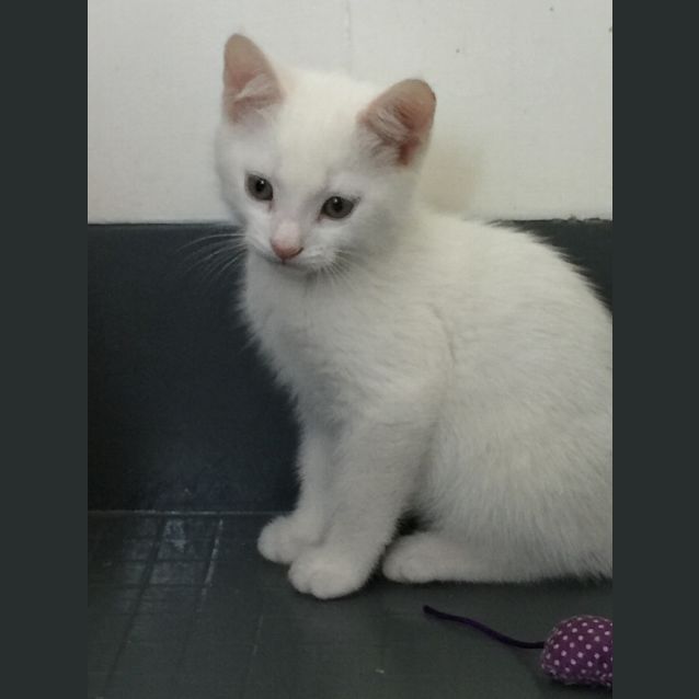 Photo of Marshmallow 