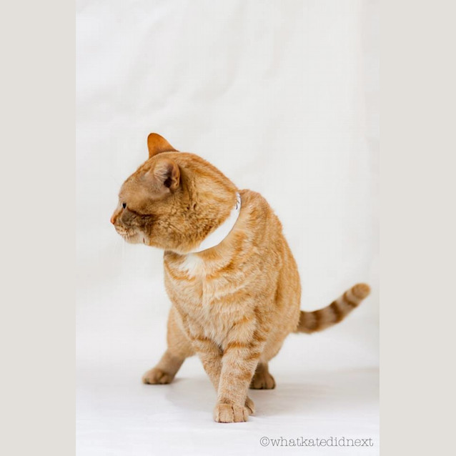 Photo of "George" Purrfect Match