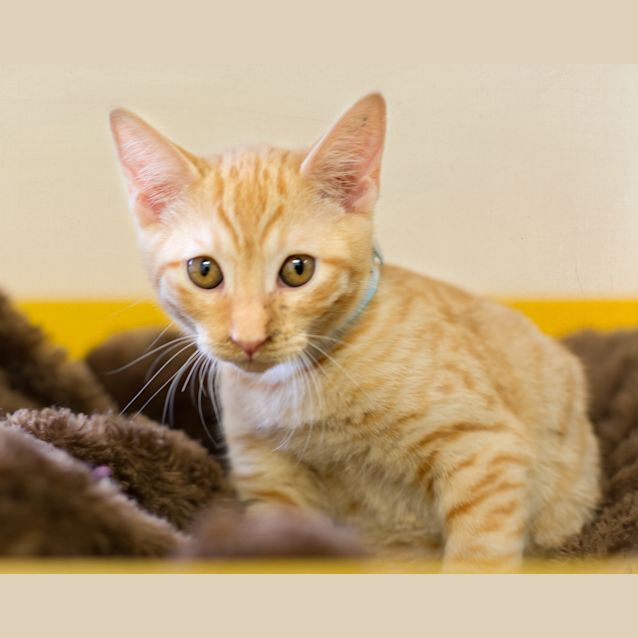 Photo of Rusty