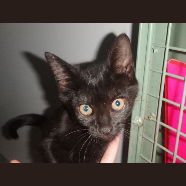 Photo of Dottie