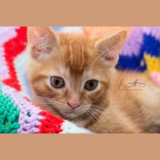 Photo of Oscar